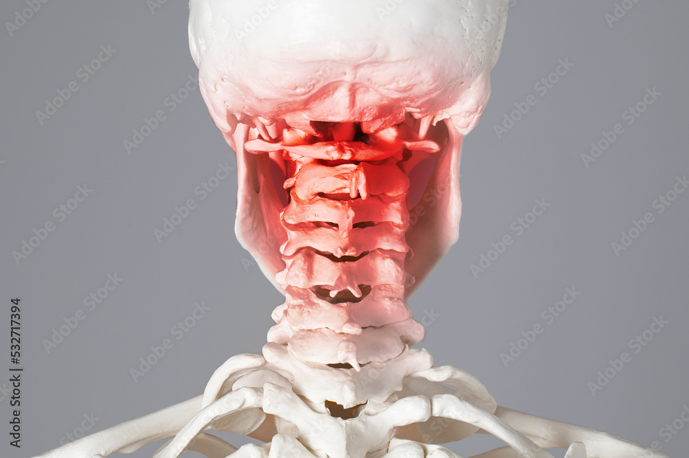 Human body upper spine and neck pain zone, atlas vertebrae and cervical