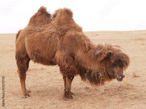 A bactrian camel in the middle of nowhere, Sukhbaatar province, East Mongolia. This camel has two humps that its hair is cut in the months of April-May. 