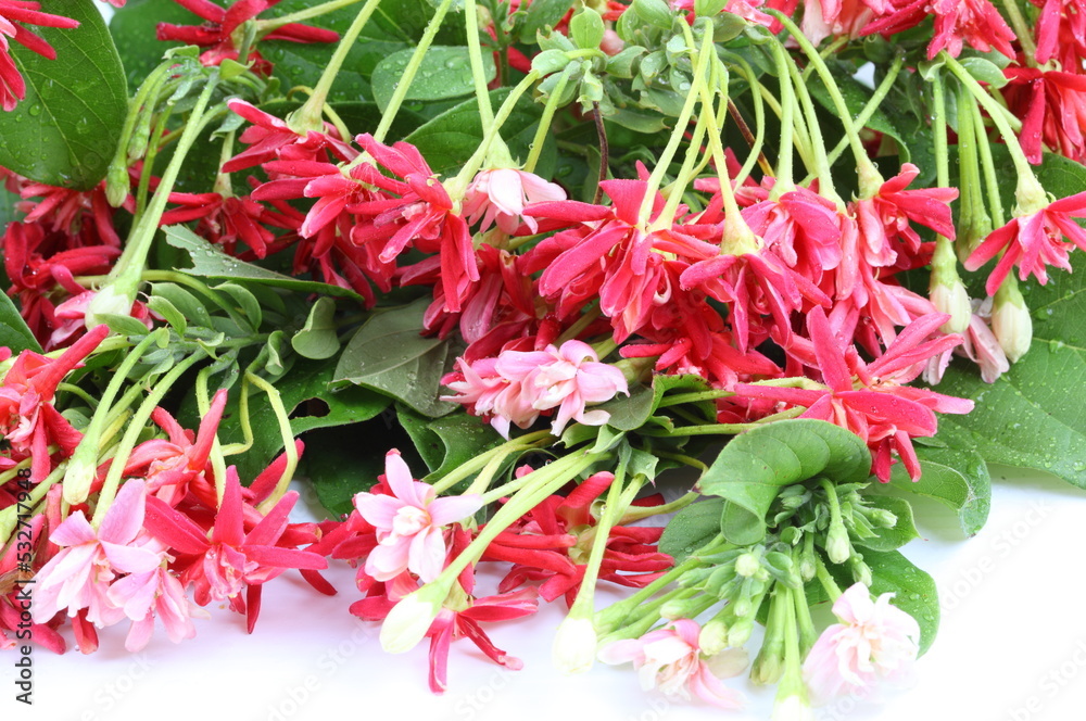 Quisqualis indica also known as the Chinese honeysuckle, Rangoon Creeper, and Combretum indicum isolate on white background