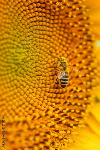 Honey bee pollinating sunflower. Macro shot.