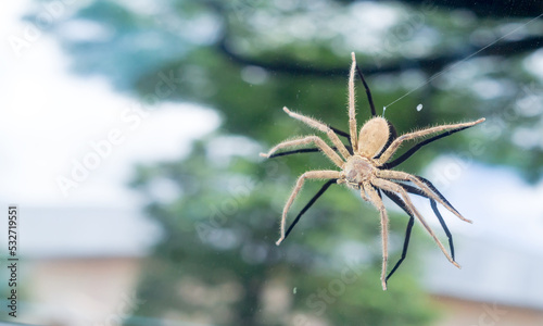 Single giant gray spider creating web on car glass window parking under a tree after falling from the tree near city road, Close up with selective focus