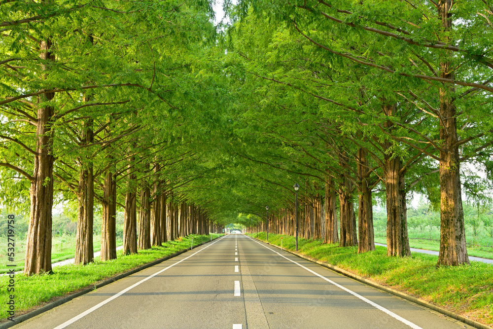 Fototapeta premium マキノ高原メタセコイア並木
