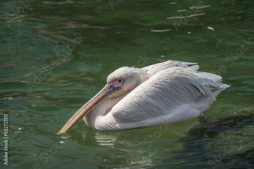 A pelican, swimming in a clear lake of water