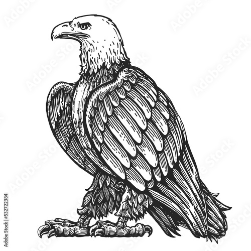 Bald eagle stands in full growth, isolated on white. Hand drawn animal bird in vintage engraving style vector