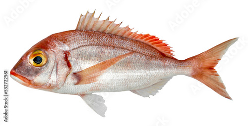 Fish common pandora, pink sea bream isolated on white background (Pagellus erythrinus) photo