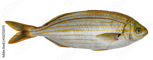 Fish Salema porgy, goldline, isolated on white background (Sarpa salpa) photo