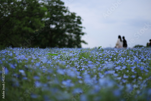 日本風景　花