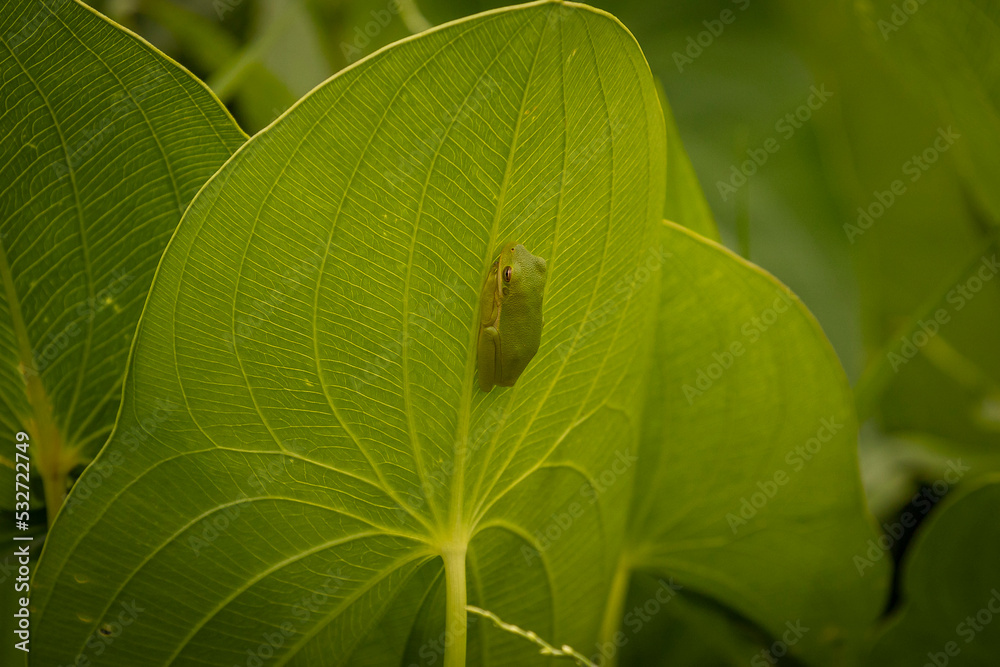 Green treefrog sleeps on a large leaf Green treefrog sleeps on a large leaf