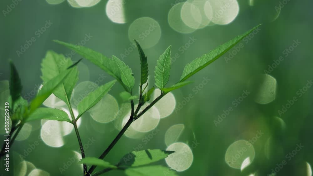 Green leaves with light reflections in the background. Green leaves with light reflections in the background.