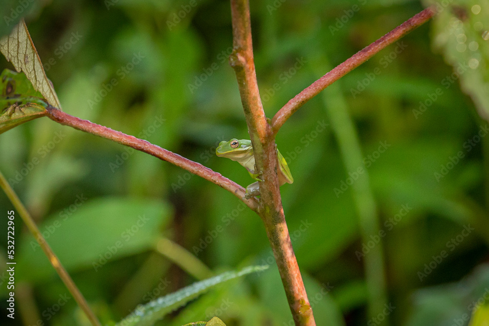 Green Treefrog ready to jump from a plant stem Green Treefrog ready to jump from a plant stem