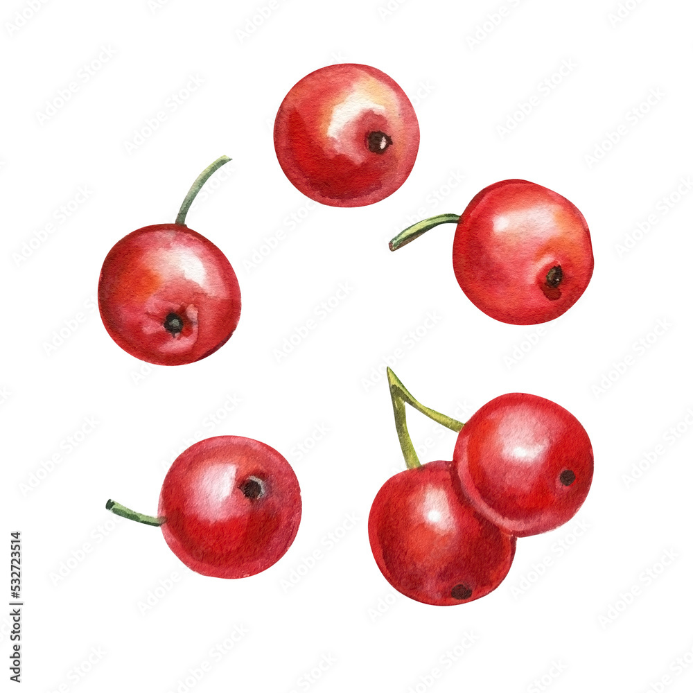 Watercolor red berries isolated on white background. Element for design. flora Watercolor red berries isolated on white background. Element for design. flora