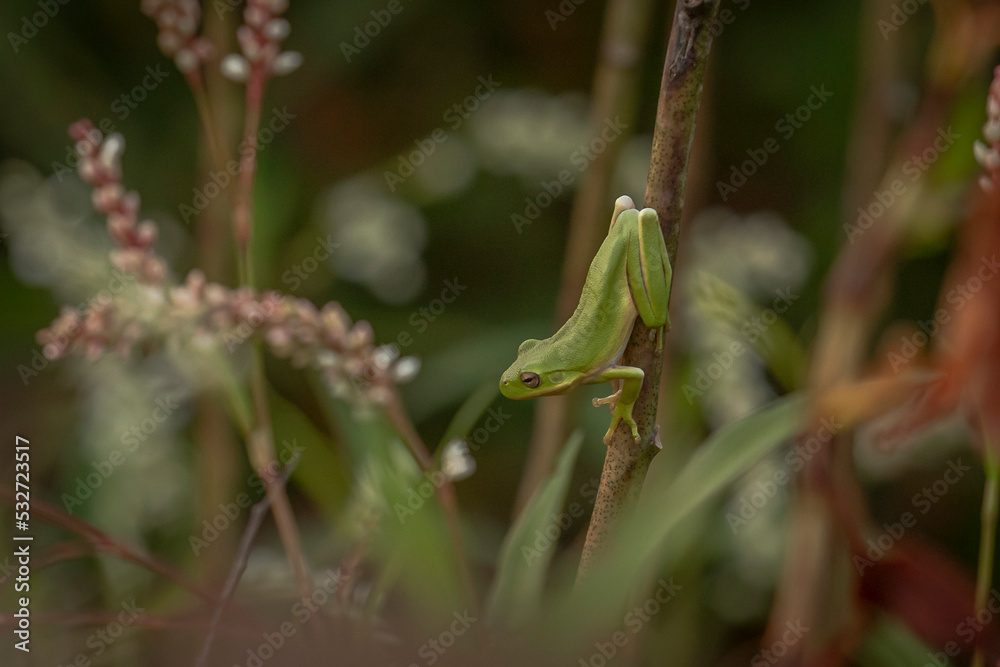 Naklejka premium Green Treefrog ready to jump from a plant stem