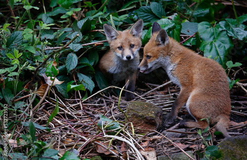 Fox cubs emerging from their den to play in a garden © Stephen