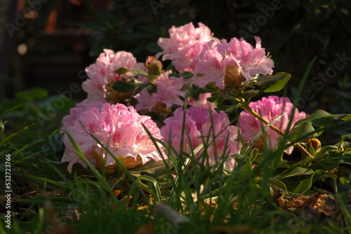 A blooming rhododendron on a sunny morning