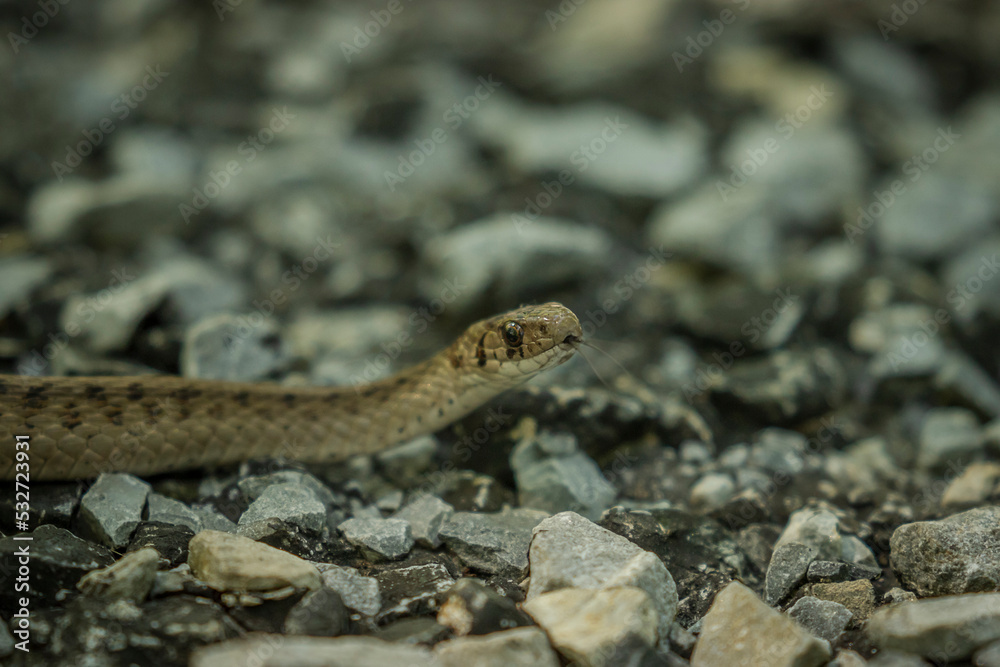 Garter Snake slithers along the ground Garter Snake slithers along the ground
