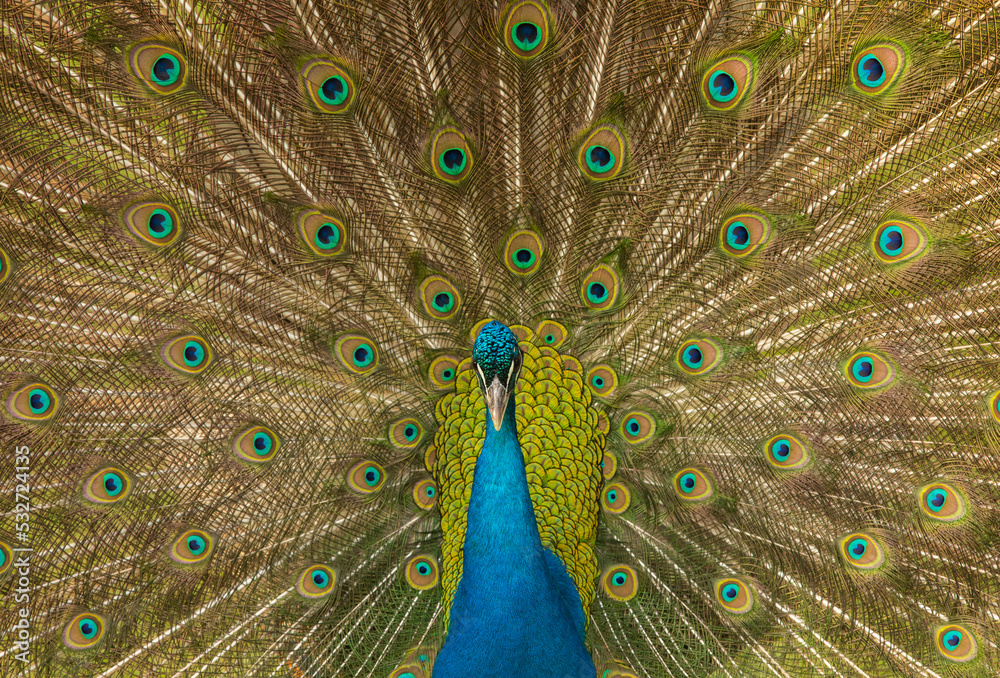 Naklejka premium Colored Wings of the Peacock, Uskudar Istanbul, Turkey