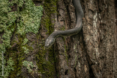Black Rat Snake climbing down a tree trunk