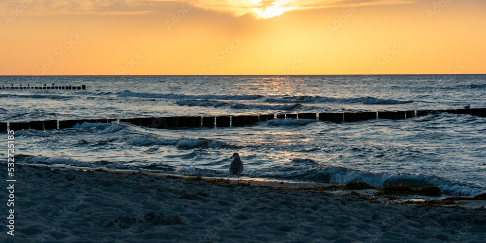 On the sandy beach with seagulls and groyne at sunset