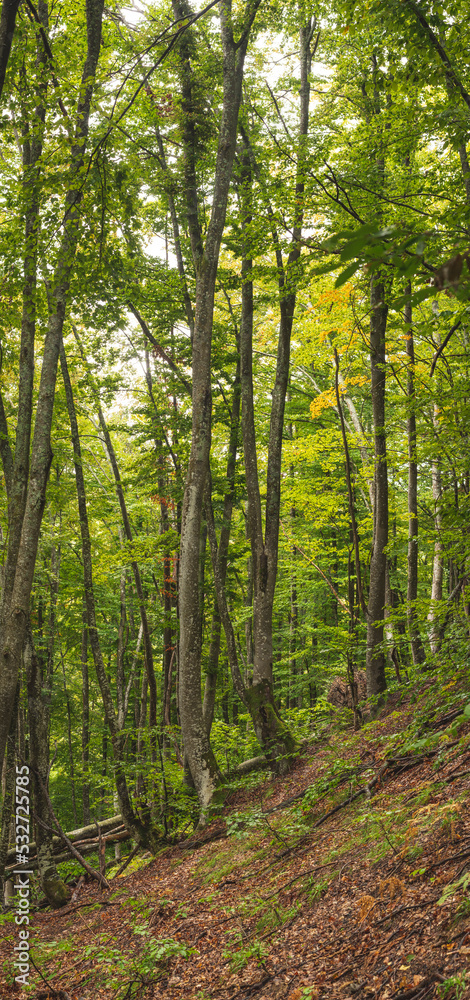 Obraz premium beech forest on cloudy autumn day