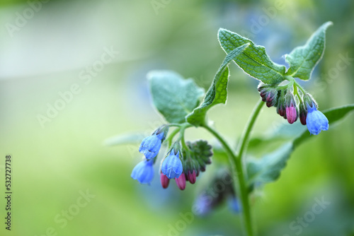 Beautiful blue flowers of Symphytum caucasicum, also known as Caucasian comfrey, blooming in spring park .Blue comfrey with beautiful blue flowers on green leaves in spring garden.