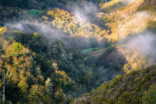 Light mists float between bare forests and green meadow