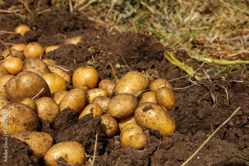 Pile of newly harvested potatoes on field. Harvesting potato roots from soil in homemade garden.