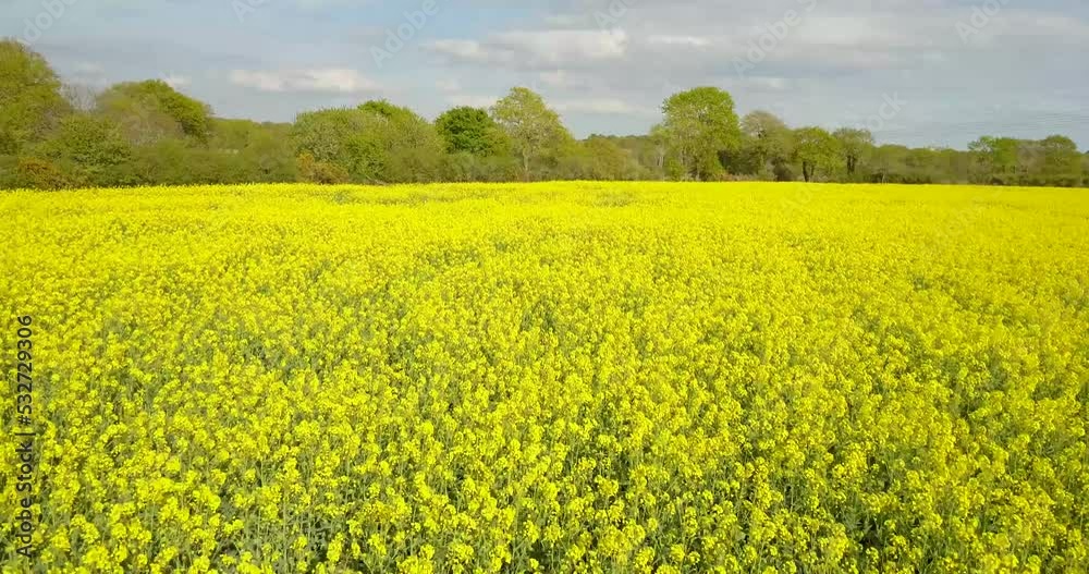 rapeseed field in spring - Aerial view above field rapeseed field in spring - Aerial view above field