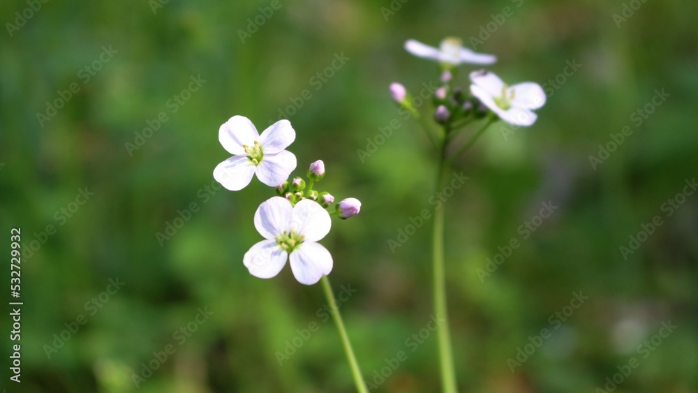 Blüte