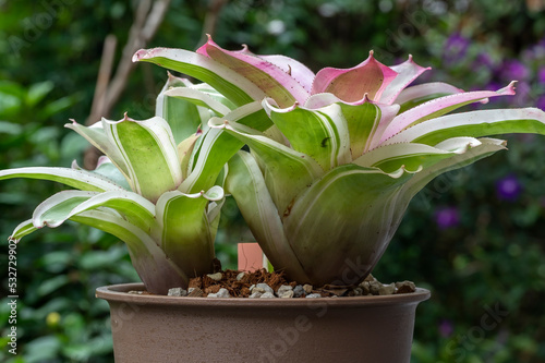 Fotografija Close up details of Neoregelia 'Morado', a unique Neoregelia tank bromeliad plan