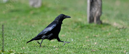 running Carrion Crow // rennende Aaskrähe, Rabenkrähe (Corvus corone) photo