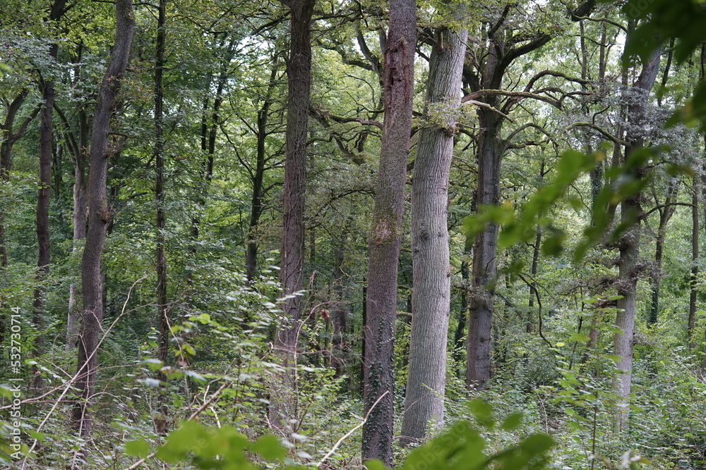 Naklejka premium trees in the forest