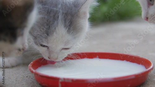 Kittens drink milk outdoors closeup