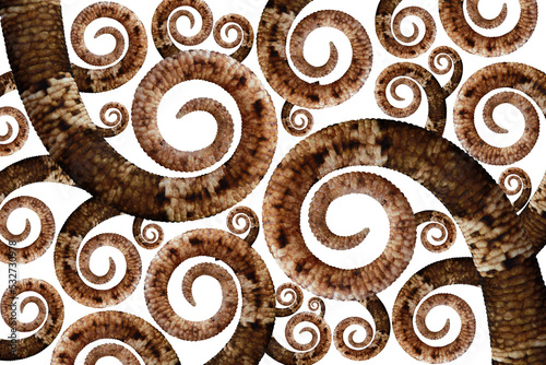 Spiral tails of Cyrtodactylus Irianjayaensis, beautiful spiral tails photo