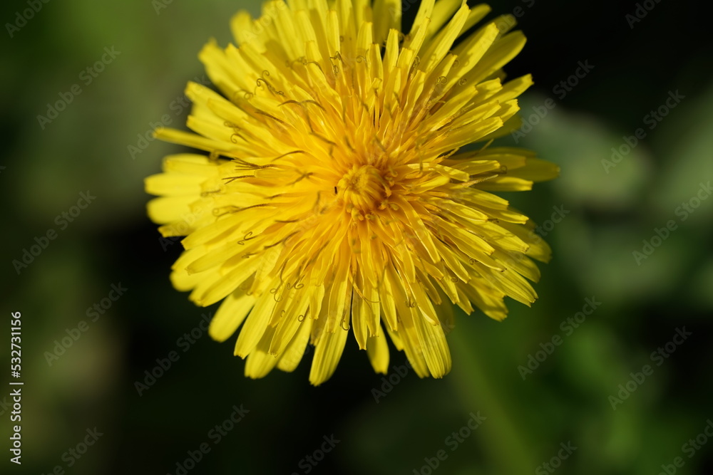 a yellow flower dandelion,löwenzahn, blume, gelb, natur, frühling, pflanze, sommer, makro, gras, aufblühen, flora, garden, wiese, close up, schönheit, blühen, unkraut, sonne, feld, jahreszeit, froh a yellow flower dandelion,löwenzahn, blume, gelb, natur, frühling, pflanze, sommer, makro, gras, aufblühen, flora, garden, wiese, close up, schönheit, blühen, unkraut, sonne, feld, jahreszeit, froh