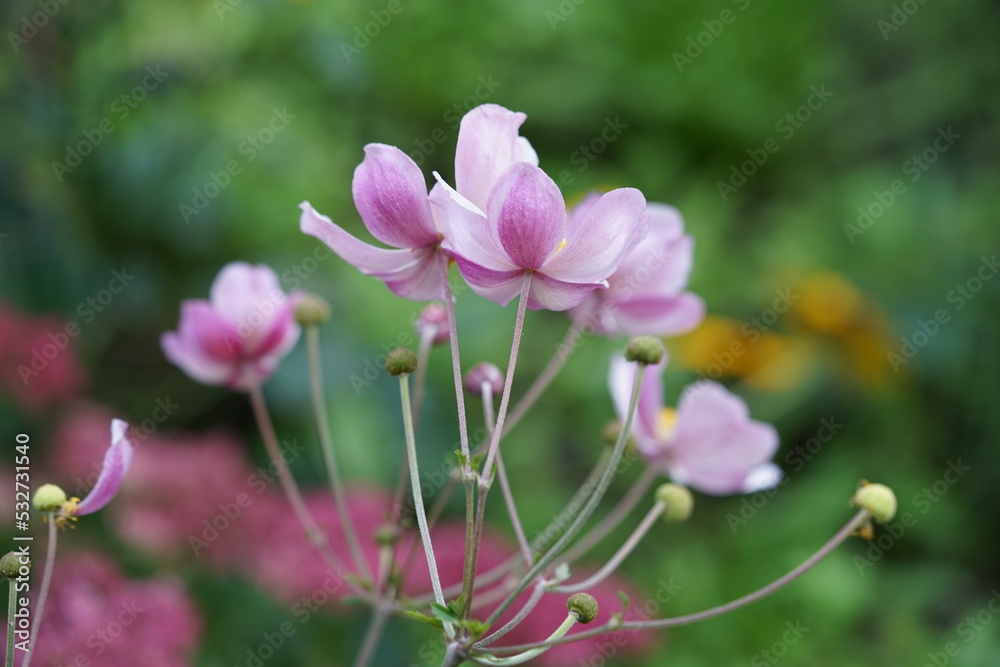 Anemone,flower, pink, blossom, nature, spring, plant, flowers, tree, garden, bloom, magnolia, white, beauty, lily, leaf, color, branch, blooming, petal, red, closeup, flora, yellow, 