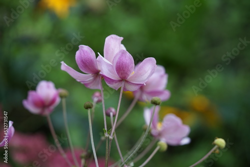 Annemone rosa pink flower  pink  blossom  nature  spring  plant  flowers  tree  garden  bloom  magnolia  white  beauty  lily  leaf  color  branch  blooming  petal  red  closeup  flora  yellow  