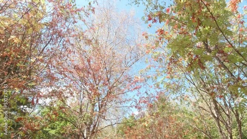 Birch grove look up slow motion walk POV