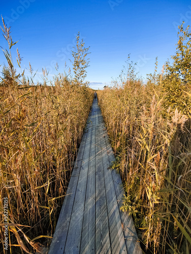 View of a wooden walking path among the reeds