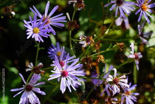 A few blue asters lit by the sun