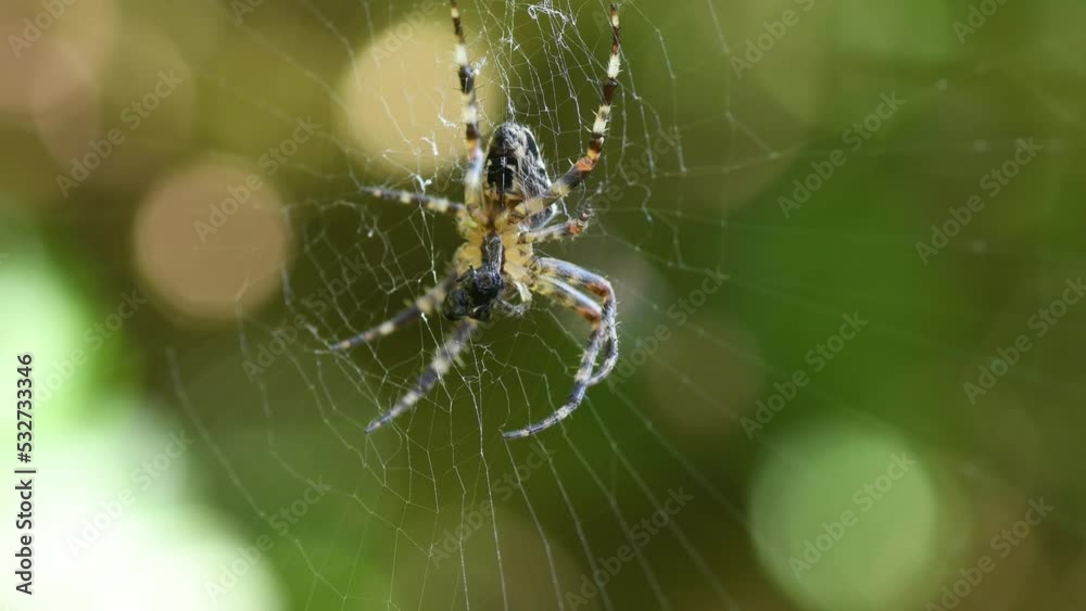 Araignée épeire qui mange une mouche sur sa toile Araignée épeire qui mange une mouche sur sa toile