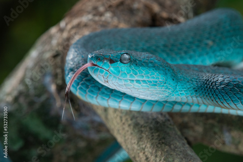 Close up shot of female blue white lipped Island pit viper snake Trimeresurus insularis on a branch 
