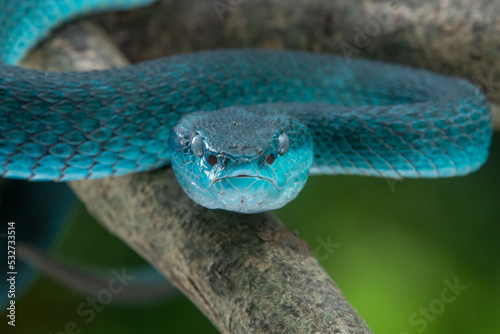Close up shot of female blue white lipped Island pit viper snake Trimeresurus insularis on a branch 