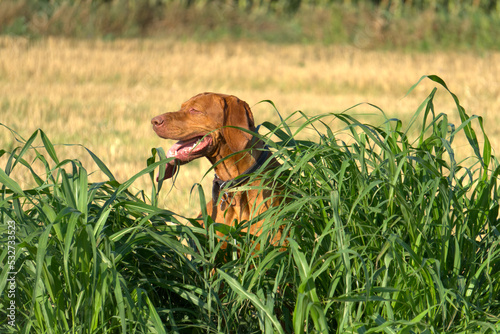 vizsla dog in the grass