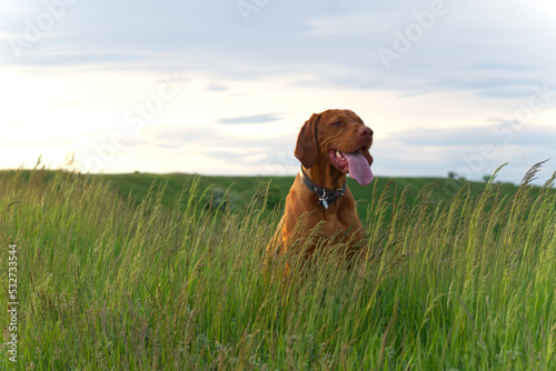 dog in the field