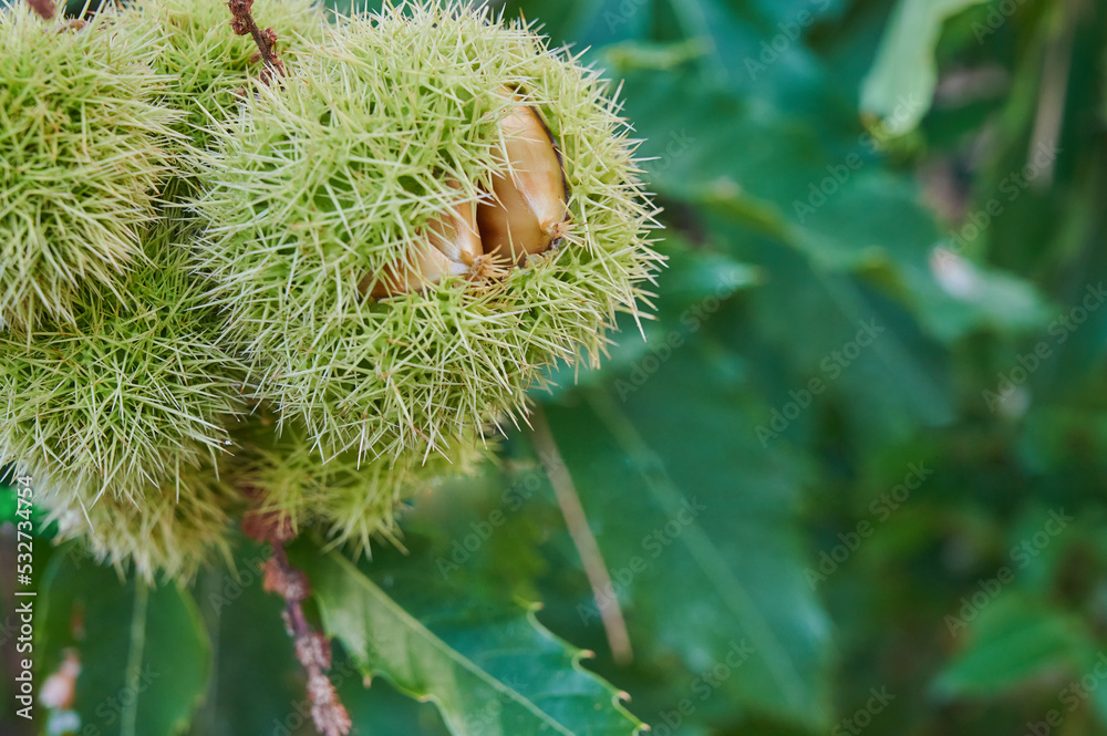 Unripe green chestnuts inside the thorny shell. Castanea sativa forest in Spain. Seasonal vegan ingredients. Unripe green chestnuts inside the thorny shell. Castanea sativa forest in Spain. Seasonal vegan ingredients.