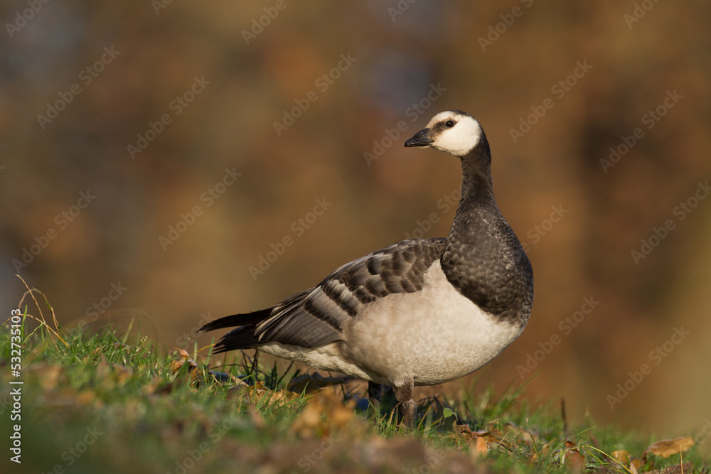 Bird goose - Barnacle geese Branta leucopsis migratory bird resting in Poland Europe, autumn Bird goose - Barnacle geese Branta leucopsis migratory bird resting in Poland Europe, autumn
