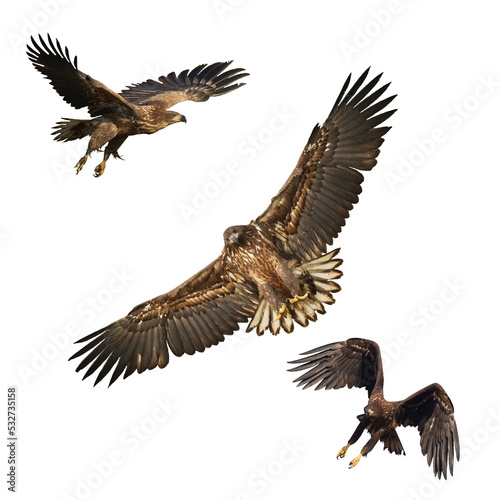Birds of prey White tailed eagle isolated on white background mix three flying birds 