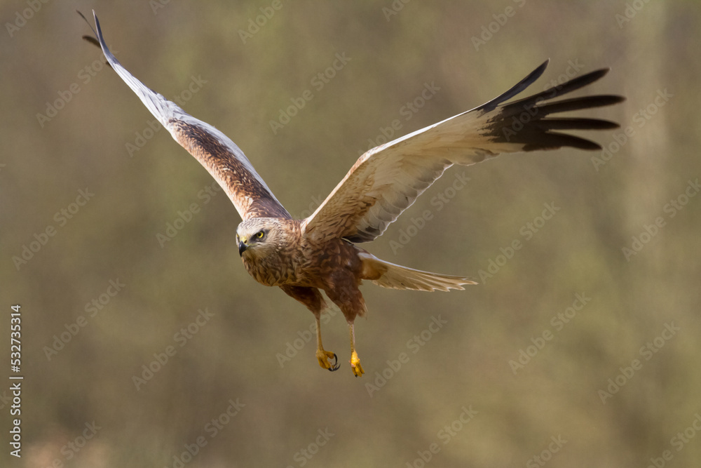 Flying Birds of prey Marsh harrier Circus aeruginosus, hunting time Poland Europe Flying Birds of prey Marsh harrier Circus aeruginosus, hunting time Poland Europe