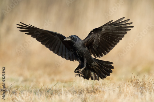 Bird Rook corvus frugilegus landing, black bird in winter time, Poland Europe