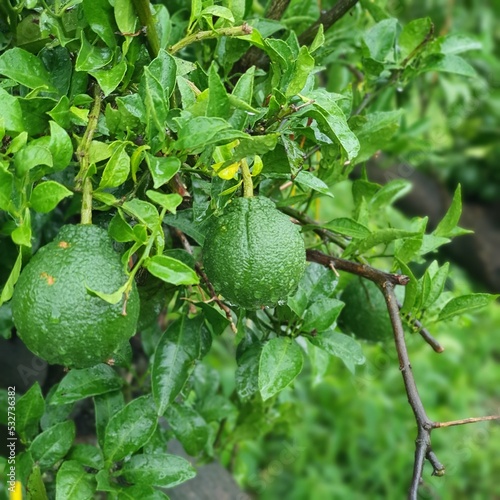 green lemons